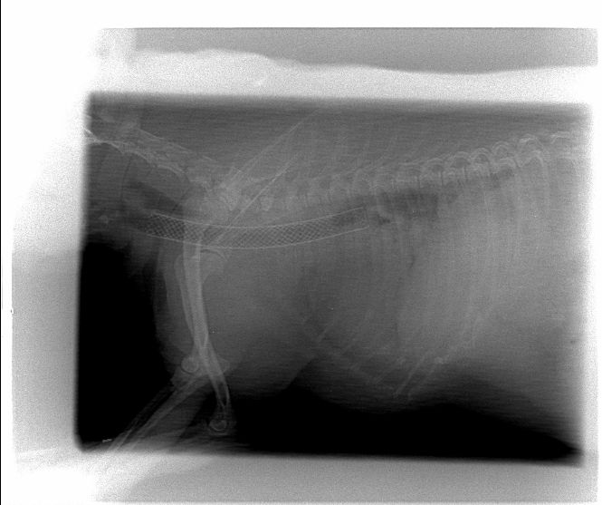 xray of dog with tracheal stent